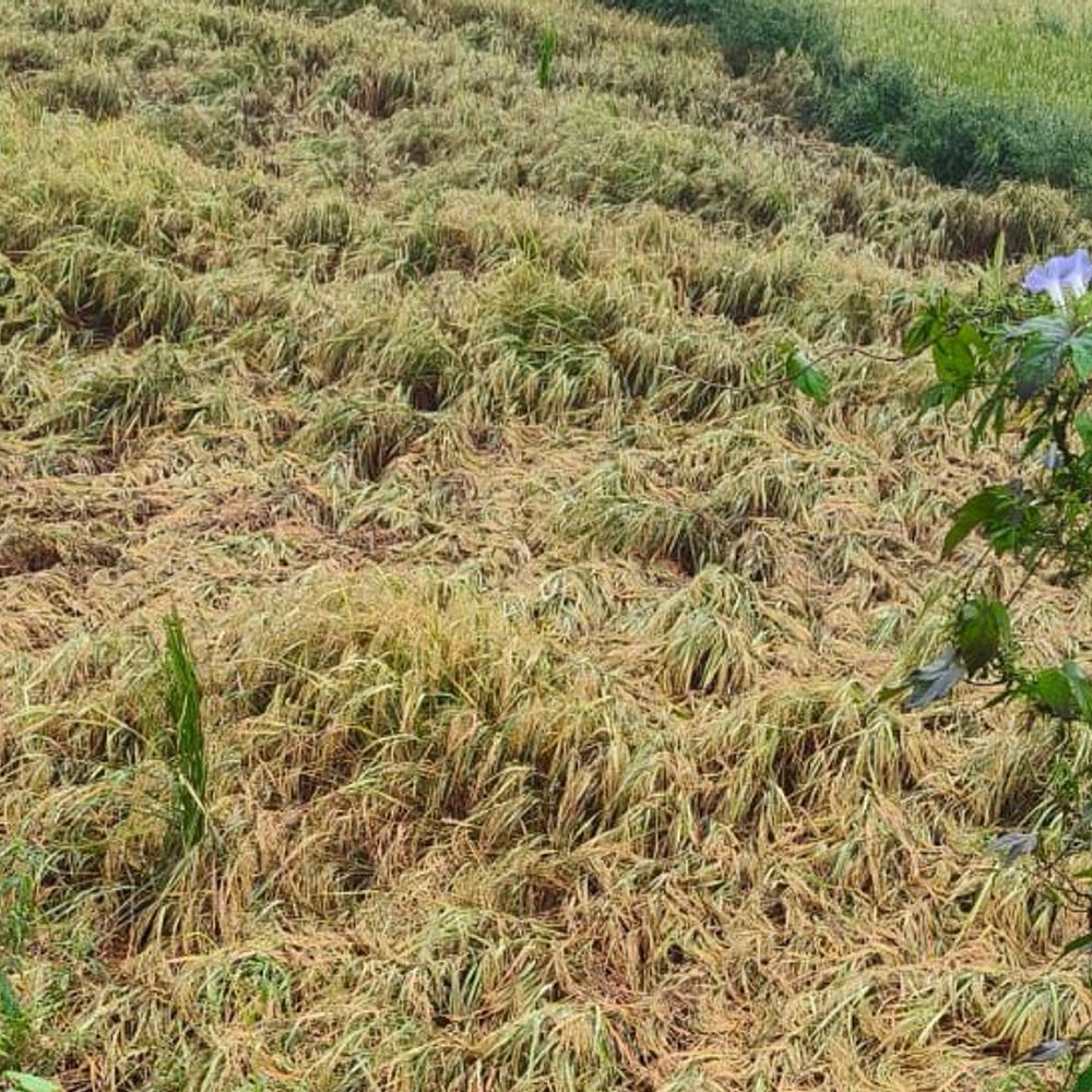 मथुरा के बलदेव में भारी बारिश से फसलें खराब:किसानों का आरोप, प्रशासन नहीं कर रहा सुनवाई