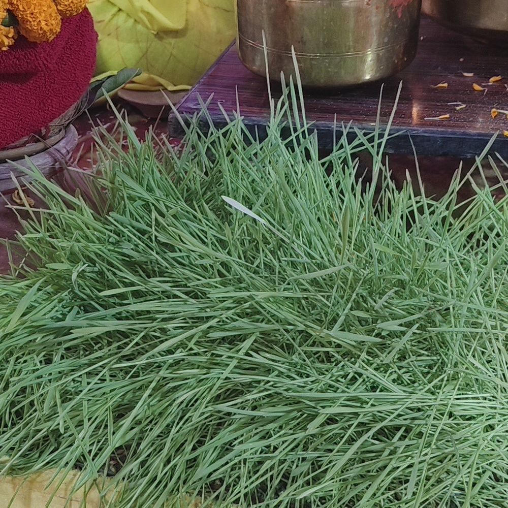 सहारनपुर के जानकी धाम में दिखे श्वेत नौरते:नवरात्र पर मां भगवती के सफेद अंकुर फूटे