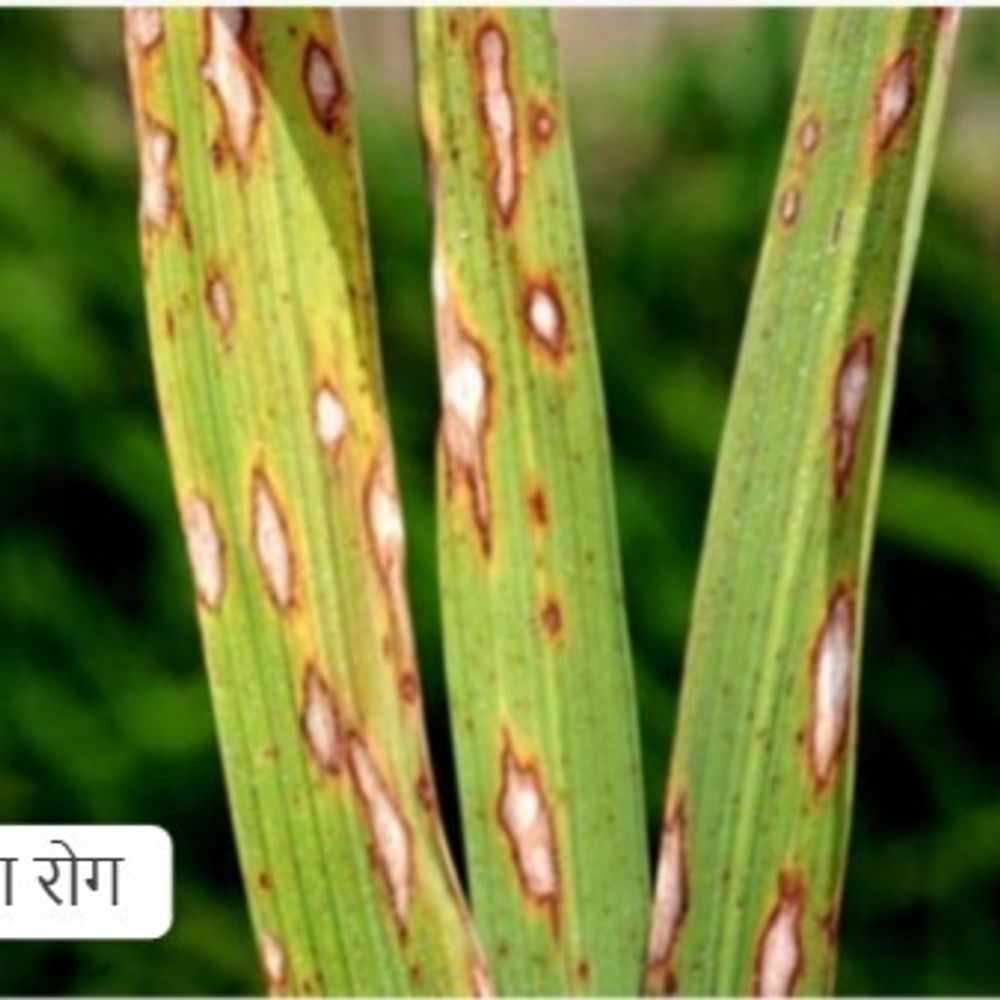 किसान सावधान: धान फसल को कीटों और रोगों से बचाएं