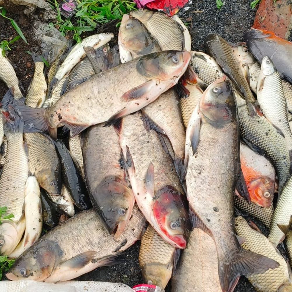 बाभनटोली तालाब में जहर, 50 क्विंटल से अधिक मछलियां मरीं:  असामाजिक तत्वों पर आरोप, तालाब मालिक ने की कार्रवाई की मांग – Giridih News