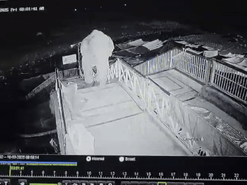 नैनीताल के गर्जिया मंदिर में हाथी 40 सीढ़ियां चढ़ा:पुल तक पहुंचा, दुकानें तोड़ीं; पोस्टर फाड़े, 2 घंटे तक घूमता रहा
