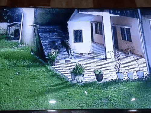 हरिद्वार मेडिकल कॉलेज में दिखा गुलदार, 200 स्टूडेंट्स को खतरा:चौकीदार जान बचाकर छिपे, मैनेजमेंट बोला- शिकायत के बावजूद भी कार्रवाई नहीं