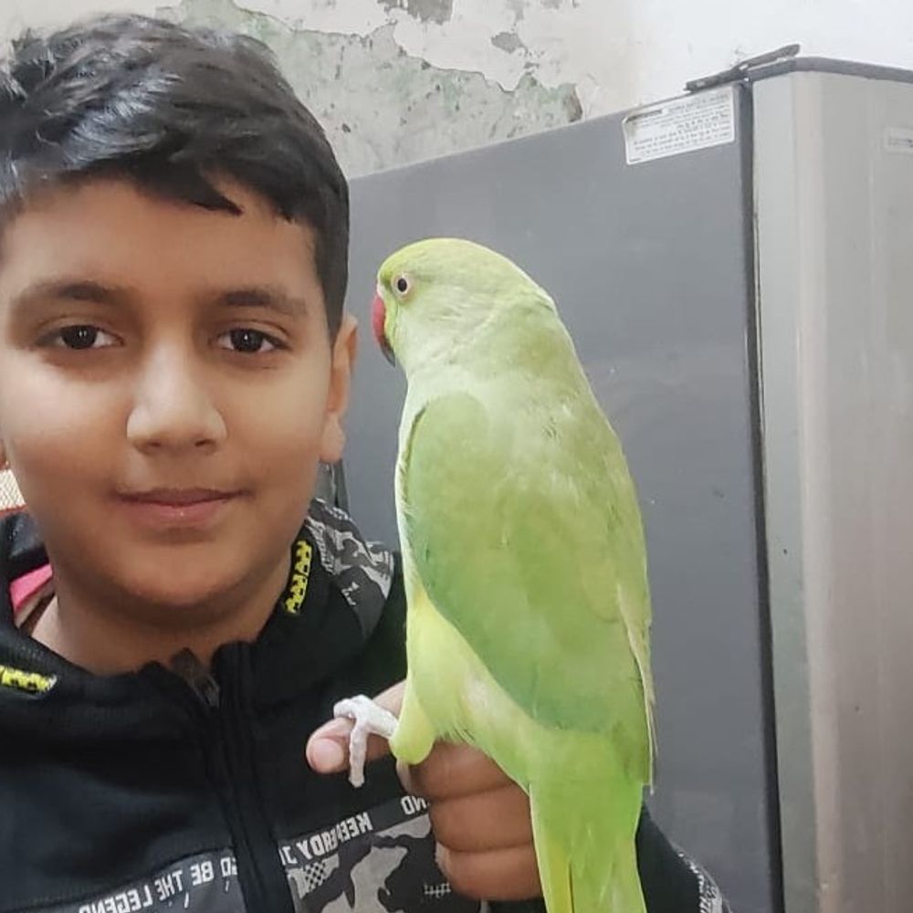 मेरठ में परिवार का तोता 'किट्टू' लापता:52 सदस्य परेशान, खोजने वाले को मिलेगा 5 हजार का इनाम