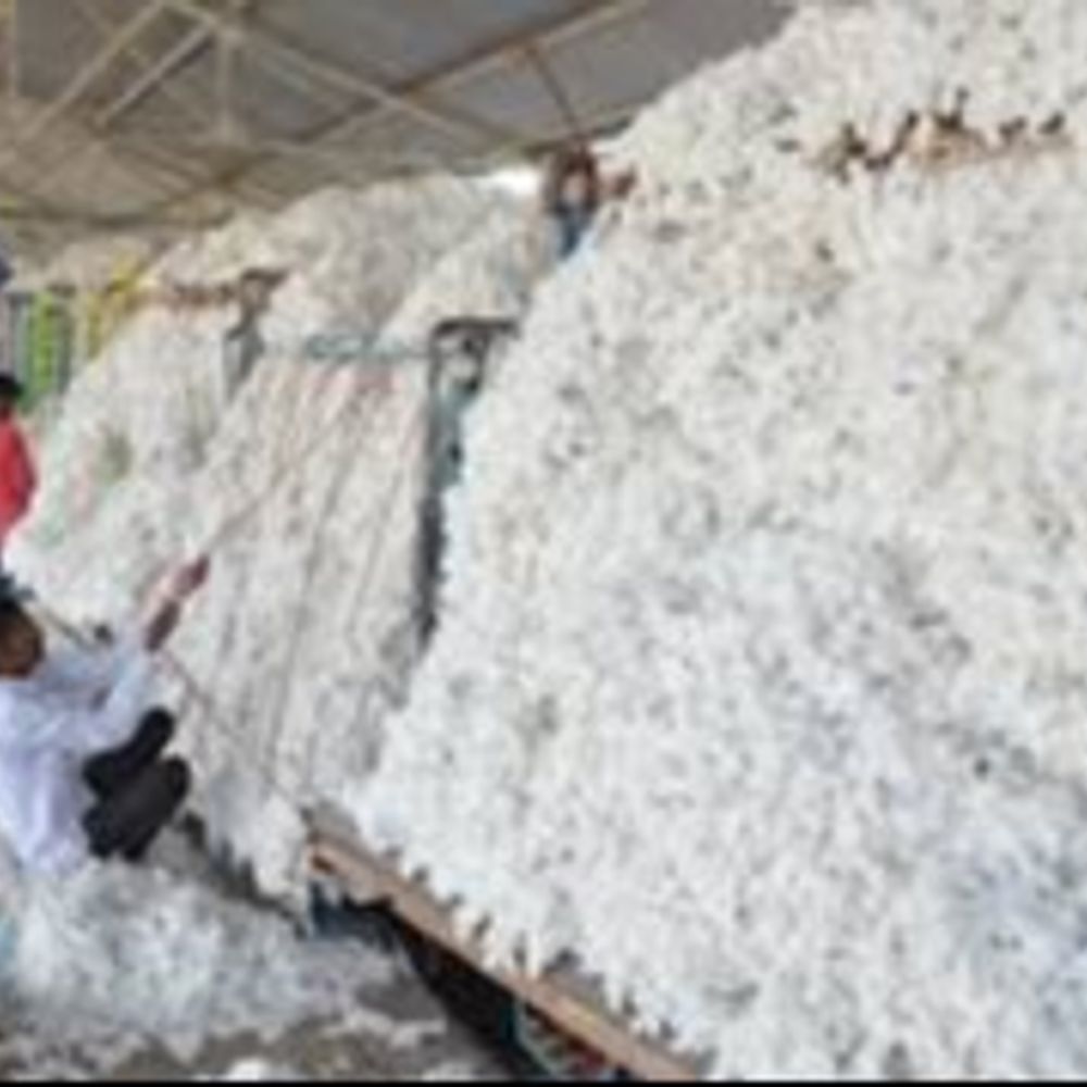 भावांतर पर सोयाबीन बेचने में किसानों की रुचि कम:खंडवा में अब तक सिर्फ 355 पंजीयन हुए; बुधवार से शुरू होगी कपास की नीलामी