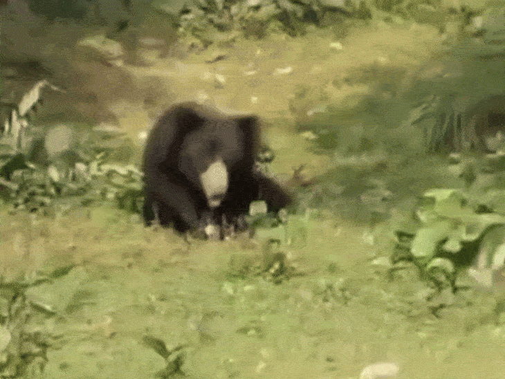 संजय टाइगर रिजर्व में आदमखोर भालू फिर दिखा:सड़क किनारे ड्राइवर-कंडक्टर ने बस रोककर बनाया वीडियो