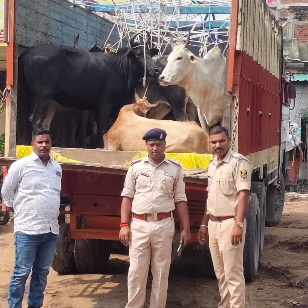 बक्सर में 24 गोवंश से भरा ट्रक जब्त:यूपी से बिहार ला रहे थे, पुलिस को देख ड्राइवर और तस्कर फरार