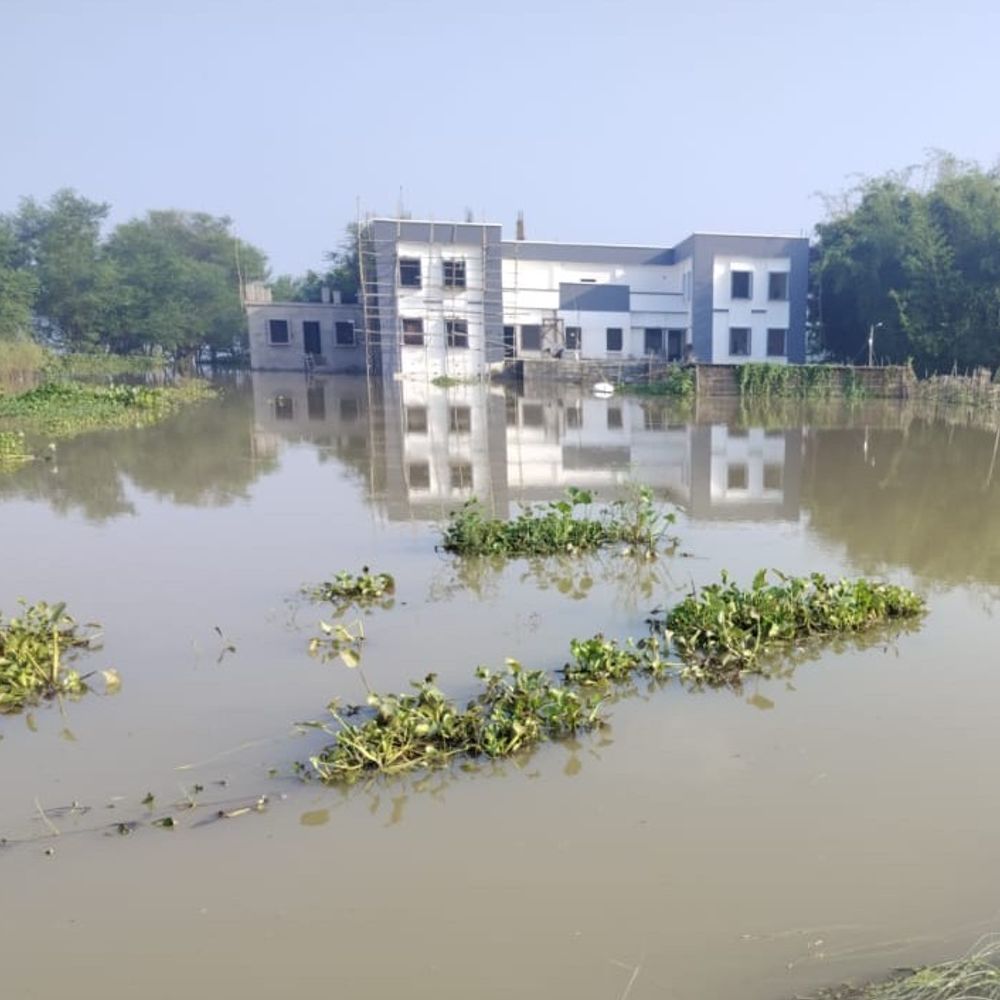 बाढ़ग्रस्त इलाकों में हजारों एकड़ फसल डूबकर बर्बाद; किसान परेशान:गनौरा पंचायत के मुखिया ने डीएम से मांगी मदद, कहा-क्षति का आकलन कर दें मुआवजा