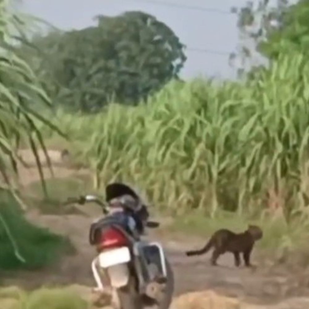 हापुड़ के गढ़मुक्तेश्वर में फिर दिखा तेंदुआ, VIDEO:ग्रामीणों ने बनाया वीडियो, वन विभाग को दी सूचना