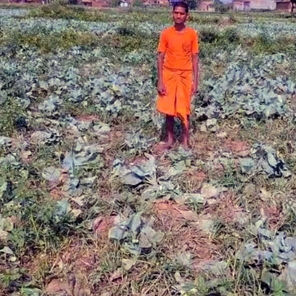 लातेहार में हाथियों ने 10 एकड़ फसल रौंदी:  नगड़ा गांव में एक किसान का बैल भी मारा, 5 लाख का नुकसान – latehar News