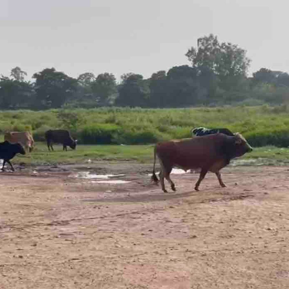 रोपड़ में आवारा पशुओं के मालिक पर FIR दर्ज:  नागरिकों के सुरक्षा के लिए कार्रवाई, SHO बोले- दोषी जल्द होंगे अरेस्ट – Ropar (Rupnagar) News