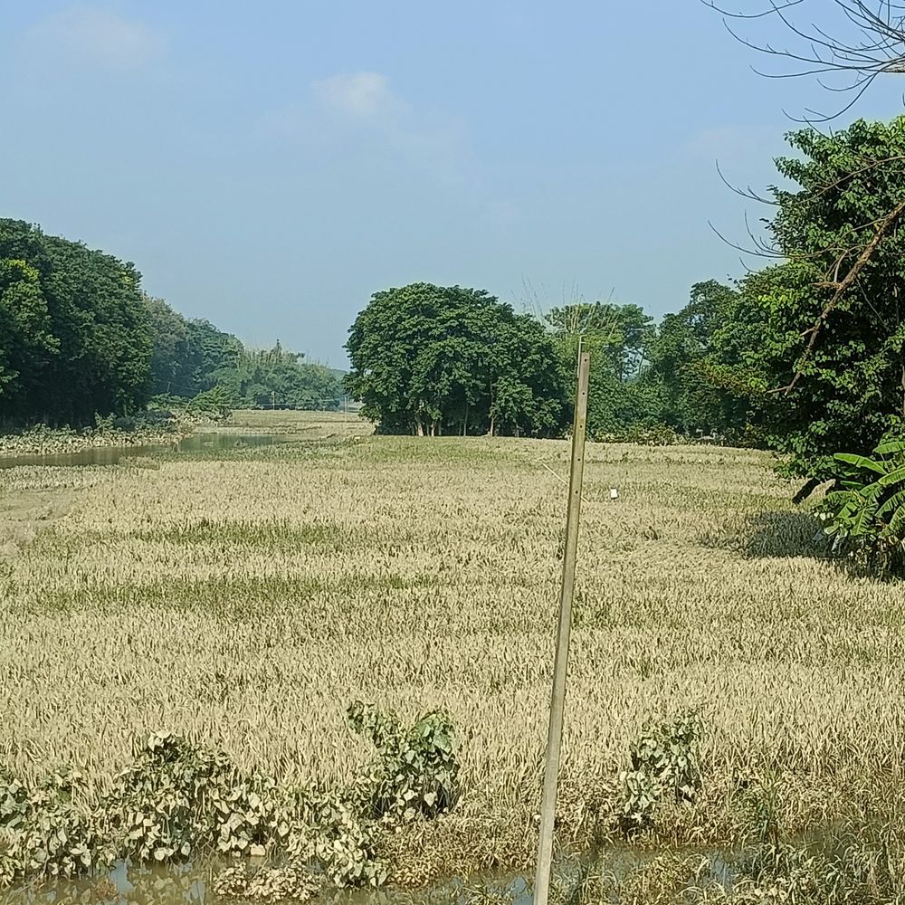 शिवहर में बाढ़ से 2 हजार हेक्टेयर धान बर्बाद:  किसान मुआवजे की मांग कर रहे, प्रशासन से सर्वे की अपील – Sheohar News