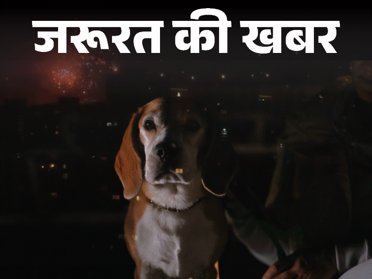 जरूरत की खबर- दिवाली पर घरेलू पेट्स की सेफ्टी:पटाखों की आवाज से डर, प्रदूषण से सांस की समस्या, 13 पेट्स केयर टिप्स