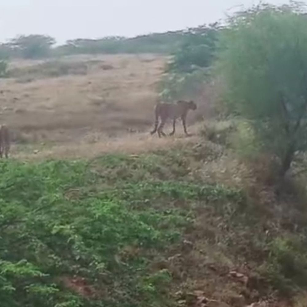 कैलारस पहाड़गढ़ में ढाई महीने से पांच चीते:पालतू जानवर, गाय-बकरी का कर चुके शिकार, ग्रामीणों में खौफ, कूनो की टीम कर रही मॉनिटरिंग