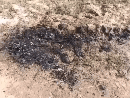 अंबाला में पंजाब बार्डर पर युवती का मर्डर:  अधजला शव बरामद, कैमिकल डालकर आधा शरीर जलाया, पुलिस खंगाल रही सीसीटीवी फुटेज – Ambala News