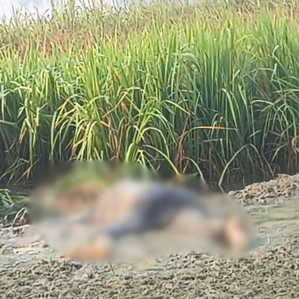 भटनी के शिवदत्त छपिया में अज्ञात शव मिला:पुलिस मौके पर पहुंची, शिनाख्त में जुटी