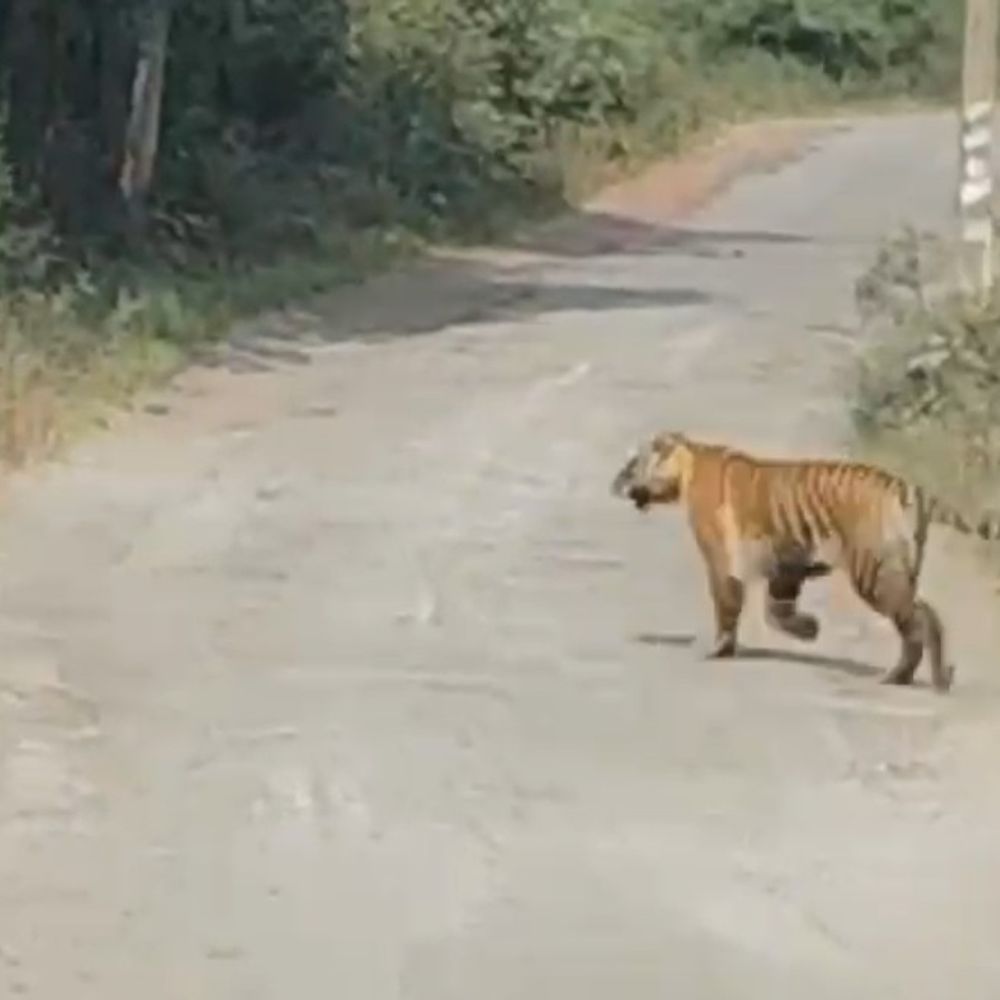 धारकुंडी में सड़क पर दिखा टाइगर:डायल 112 स्टाफ ने कैमरे में कैद किया मूवमेंट