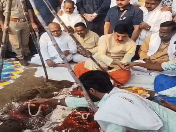 सीएम मोहन यादव ने तिलकेश्वर गौशाला में किया गोवर्धन पूजन:गाय के बछड़े को गोद में लेकर किया दुलार, 56 भोग लगाया