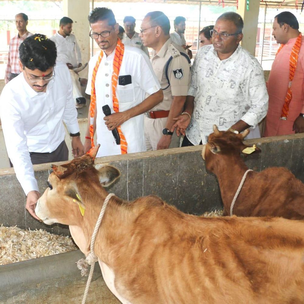 संग्रामपुर की जीवदया गौशाला में गोवर्धन पूजा:जनप्रतिनिधियों, अधिकारियों ने किया गौ पूजन; पशुपालक चौपाल भी आयोजित