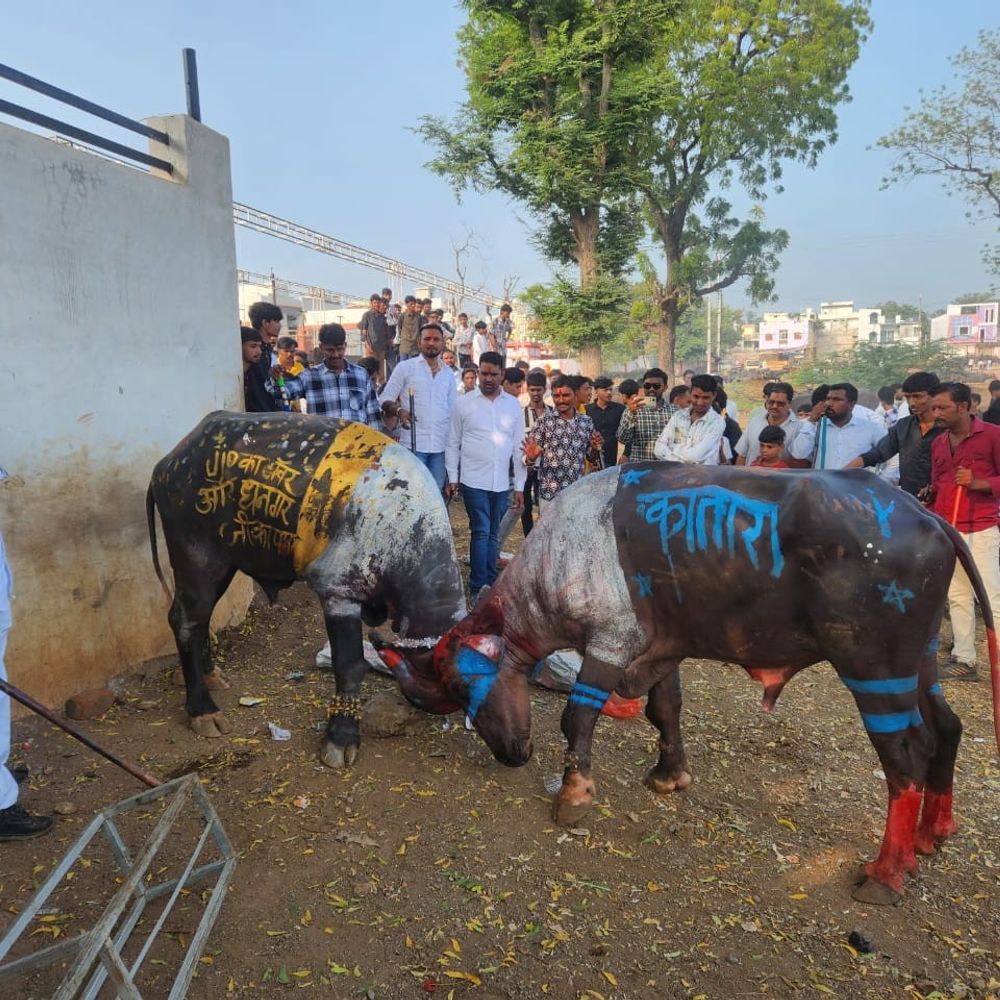 बड़वानी में पड़वा पर पाड़ों का दंगल:धनगर समाज ने निभाई वर्षों पुरानी परंपरा, दशहरा मैदान में जुटे लोग