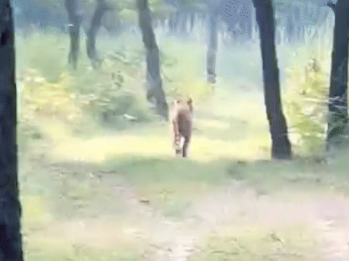 VTR में मंगुराहा सफारी के पहले दिन दिखा बाघ:रॉयल बंगाल टाइगर सफारी रूट पर टहलता नजर आया, ​​​​​​​पर्यटकों में खुशी