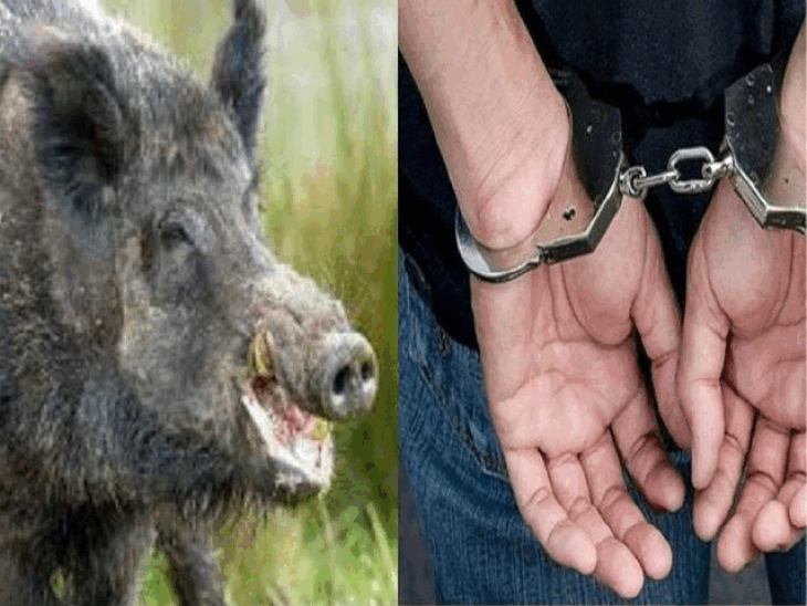 चंडीगढ़ एनआरआई ने किया जंगली सूअर का शिकार:  ​​​​​​​वन विभाग को घर से मिला मांस, एयरगन और जाल बरामद, सैंपल जांच के लिए भेजे देहरादून – Chandigarh News