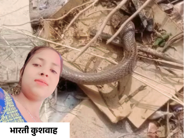 तीन टुकड़ों में कटा सांप, फिर भी युवती को डंसा:मुरैना में मशीन से चारा काट रही थी, परिजन ने पहले झाड़फूंक कराया; नहीं बची जान