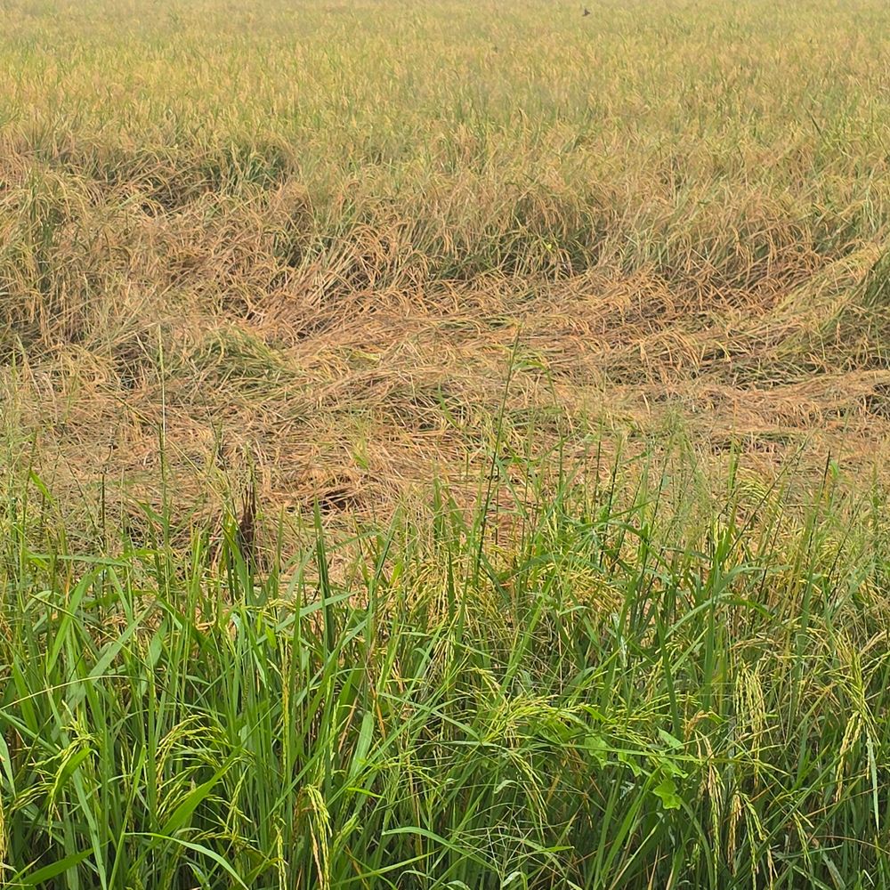 हमीरपुर में बारिश से किसानों की फसलें चौपट:खरीफ के बाद अब रबी की बुवाई भी प्रभावित, धान को हुआ नुकसान