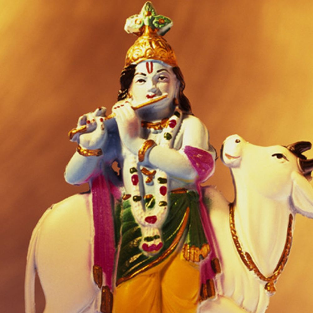 भगवान श्रीकृष्ण और गायों की पूजा का पर्व गोपाष्टमी:बाल गोपाल ने कार्तिक शुक्ल अष्टमी से शुरू किया गायों को चराने का काम, जानिए गोपाष्टमी से परंपराएं