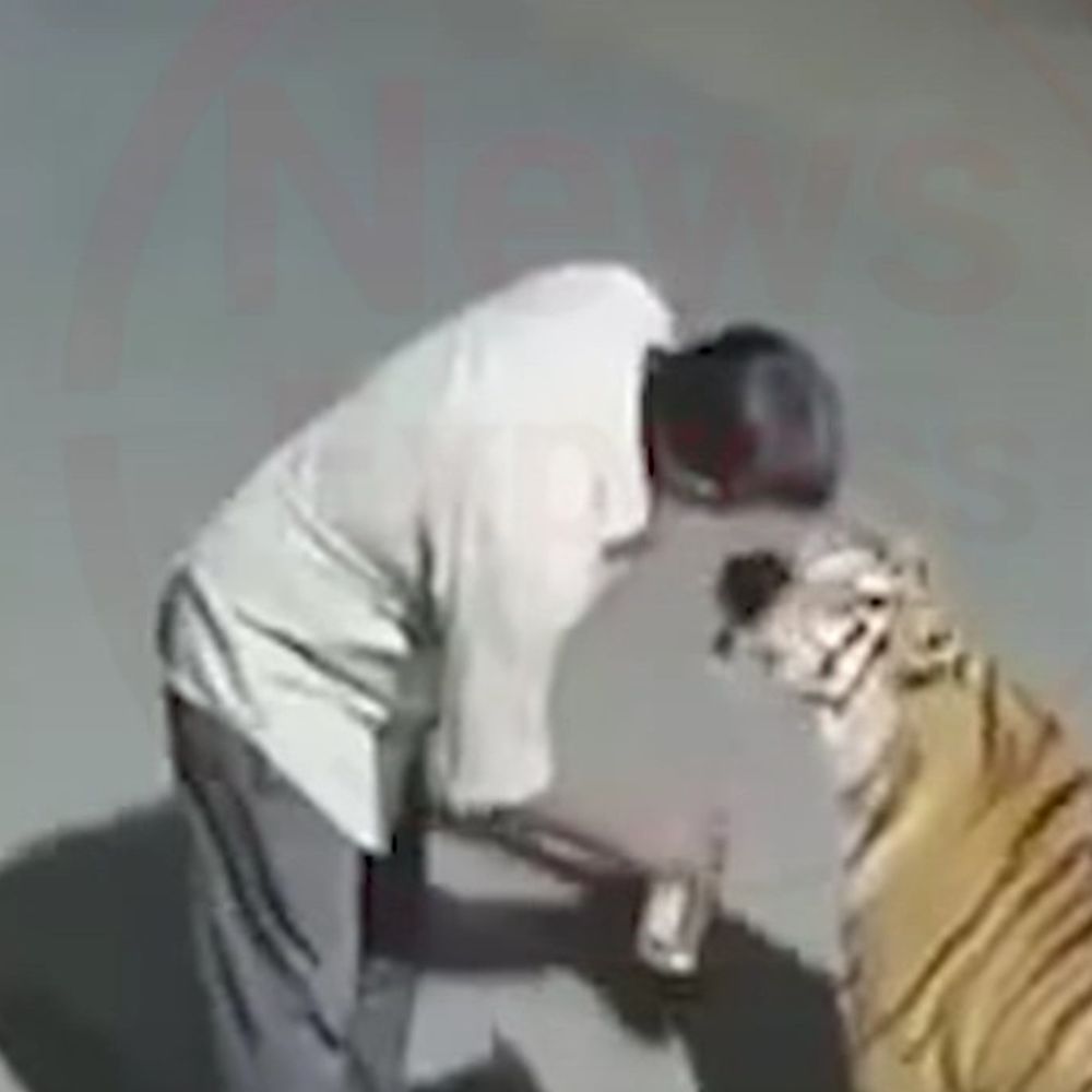 बाघ को बिल्ली समझ सिर सहलाया, शराब ऑफर की:सिवनी में पेंच डिप्टी डायरेक्टर बोले- वीडियो फर्जी, उसमें कोई सच्चाई नहीं है