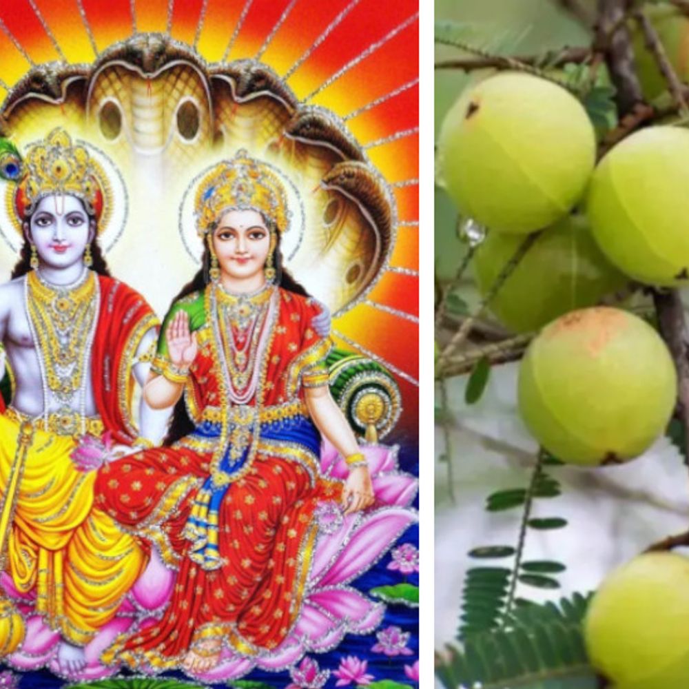 अक्षय नवमी से जुड़ी परंपराएं और पूजा विधि:तिथियों की घट-बढ़ की वजह से दो दिन रहेगी अक्षय नवमी, ये है आंवले की पूजा करने का पर्व