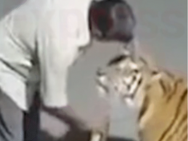 बाघ का सिर सहलाया, शराब ऑफर की...VIDEO:सिवनी के पेंच टाइगर रिजर्व के अफसर बोले- वीडियो फर्जी, इसमें कोई सच्चाई नहीं