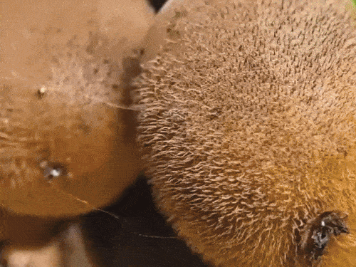 उत्तराखंड में बढ़ रही कीवी की डिमांड:25 लाख तक कमा रहे किसान, नई नीति के तहत सरकार दे रही 70% सब्सिडी