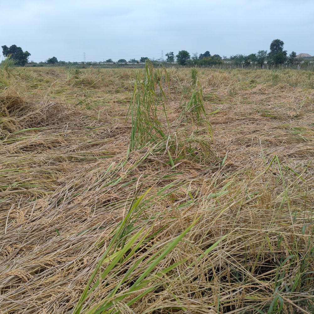 नर्मदापुरम में बारिश से सोयाबीन, मक्का की फसलें बर्बाद:78.23 करोड़ की फसलों का नुकसान, किसान बोले काले पड़े दाने