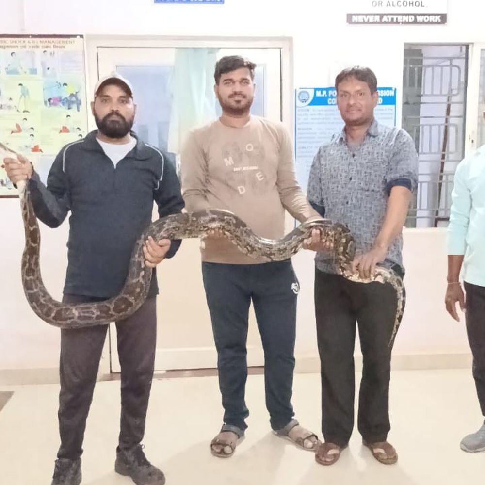 हरदा के बिजली सब स्टेशन पर निकला 12 फीट अजगर:सर्पमित्र ने रेस्क्यू कर 20 किलो वजनी मादा अजगर को जंगल में छोड़ा
