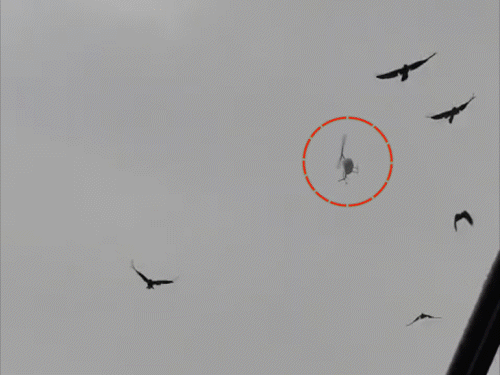 भोजपुर में बृजभूषण सिंह के हेलिकॉप्टर की इमरजेंसी लैंडिंग:उड़ान भरने के कुछ ही मिनट बाद बिगड़ा मौसम, पायलट ने सूझबूझ से खेत में उतारा हेलिकॉप्टर