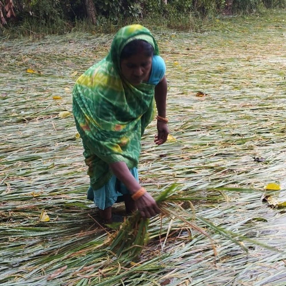 बारिश से धान की फसल बर्बाद:सुपौल के मरौना में किसानों ने मुआवजे की मांग की