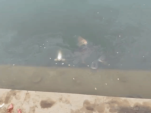 ऑक्सीजन कमी से सूरजकुंड पोखरे की हालत खराब:पानी के उपर पसरा तेल, मरकर तैर रहीं मछलियां