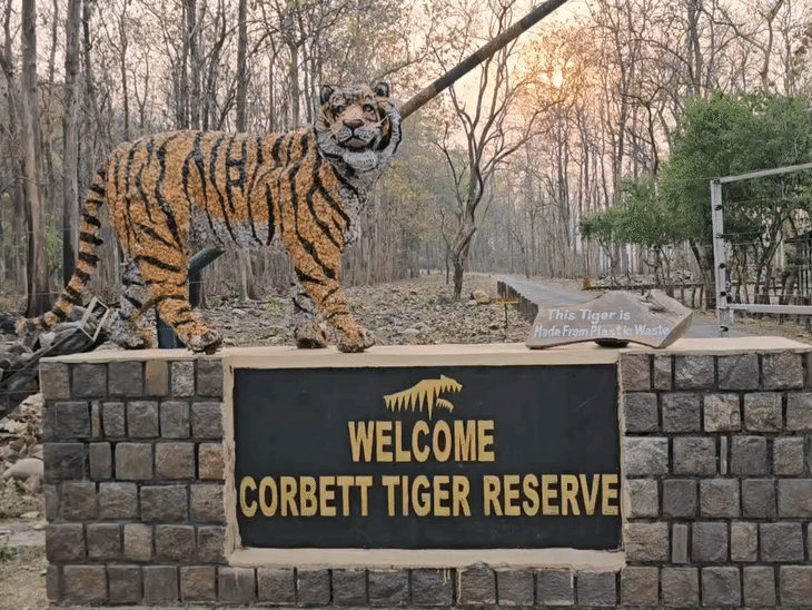 जिम कॉर्बेट के ढिकाला में पहुंच रहे 200 विदेशी सैलानी:रात्रि विश्राम के लिए जनवरी तक सभी रूम बुक, लोगों को रोजगार के साथ सरकार को राजस्व मिलेगा