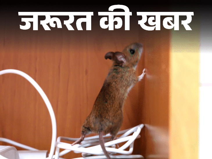 जरूरत की खबर- क्या आप चूहों से परेशान हैं:घर में आने से रोकें, बरतें 11 सावधानियां, आ जाएं तो भगाने के लिए करें 9 घरेलू उपाय