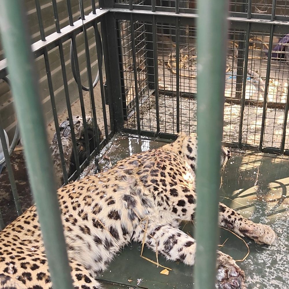 शिकारी के फंदे में फंसी मादा तेंदुआ:पीलीभीत में वन विभाग ने 2 घंटे के रेस्क्यू के बाद सुरक्षित निकाला