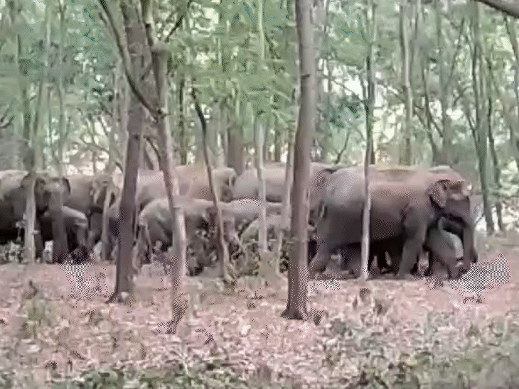 कोडरमा में झुंड से बिछड़ा हाथी कर रहा उत्पात:  परसाबाद स्टेशन के आगे रेलवे फाटक तोड़ा, जयनगर, परसाबाद और मरकच्चो में दहशत – koderma News