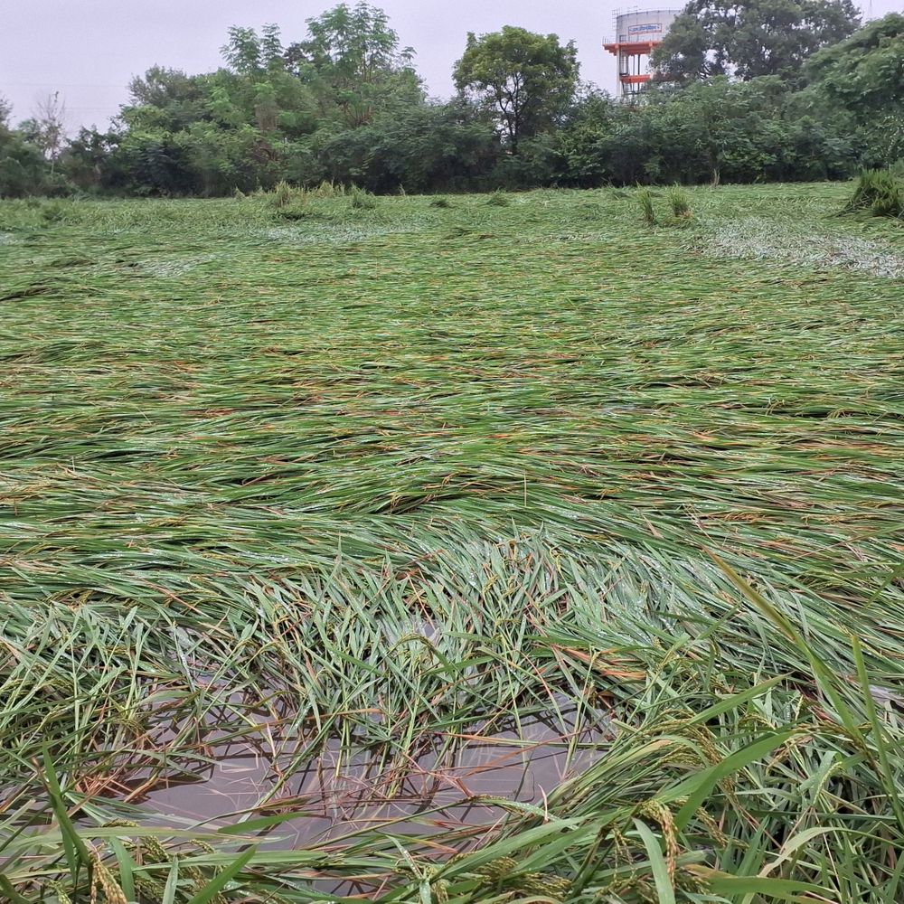 गाजीपुर में लगातार हो रही बारिश ने मचाई तबाही:खेत बने तालाब, धान-बाजरा बर्बाद; रबी की बुवाई भी प्रभावित