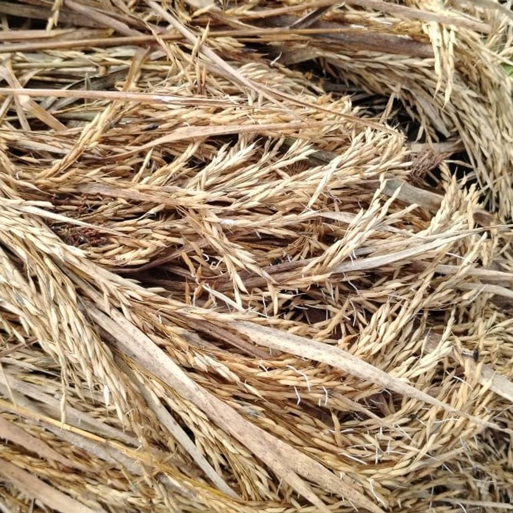 उमरिया में बेमौसम बारिश से गिरी धान की फसल:किसान बोले- खेतो में कटी फसल अंकुरित होने लगी, बहुत नुकसान हुआ है