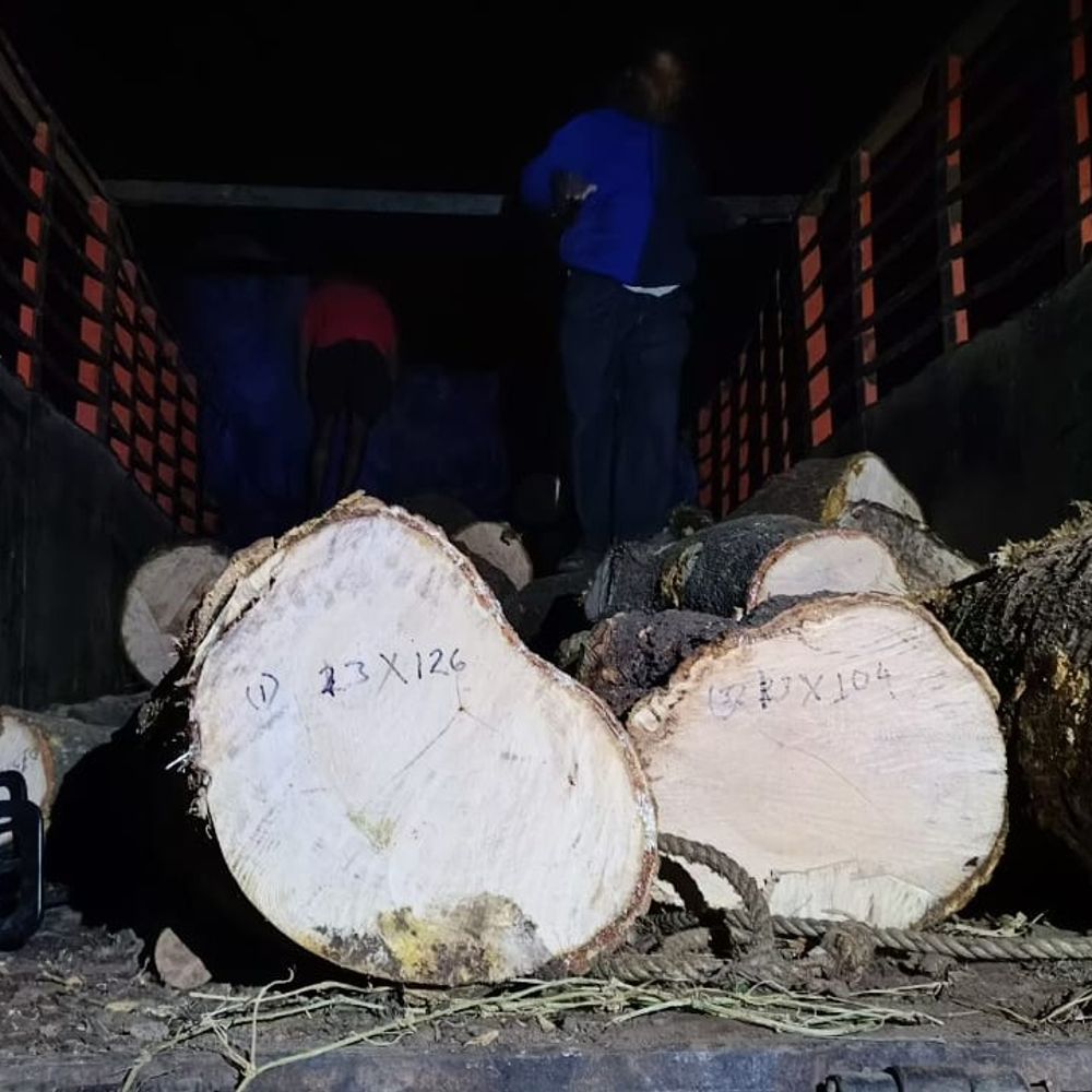 ओडिशा बॉर्डर पर आम की अवैध लकड़ी जब्त:ट्रक, 36 लकड़ी के गोले और 3 चैन शॉ मशीनें बरामद, पुलिस- राजस्व और वन विभाग की कार्रवाई