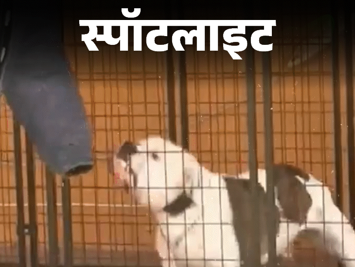 स्पॉटलाइट-इन जानवरों को पालने पर लगा बैन:तेंदुए जितनी तेज काटने की क्षमता, किन कुत्तों की नस्ल है शामिल, देखें वीडियो