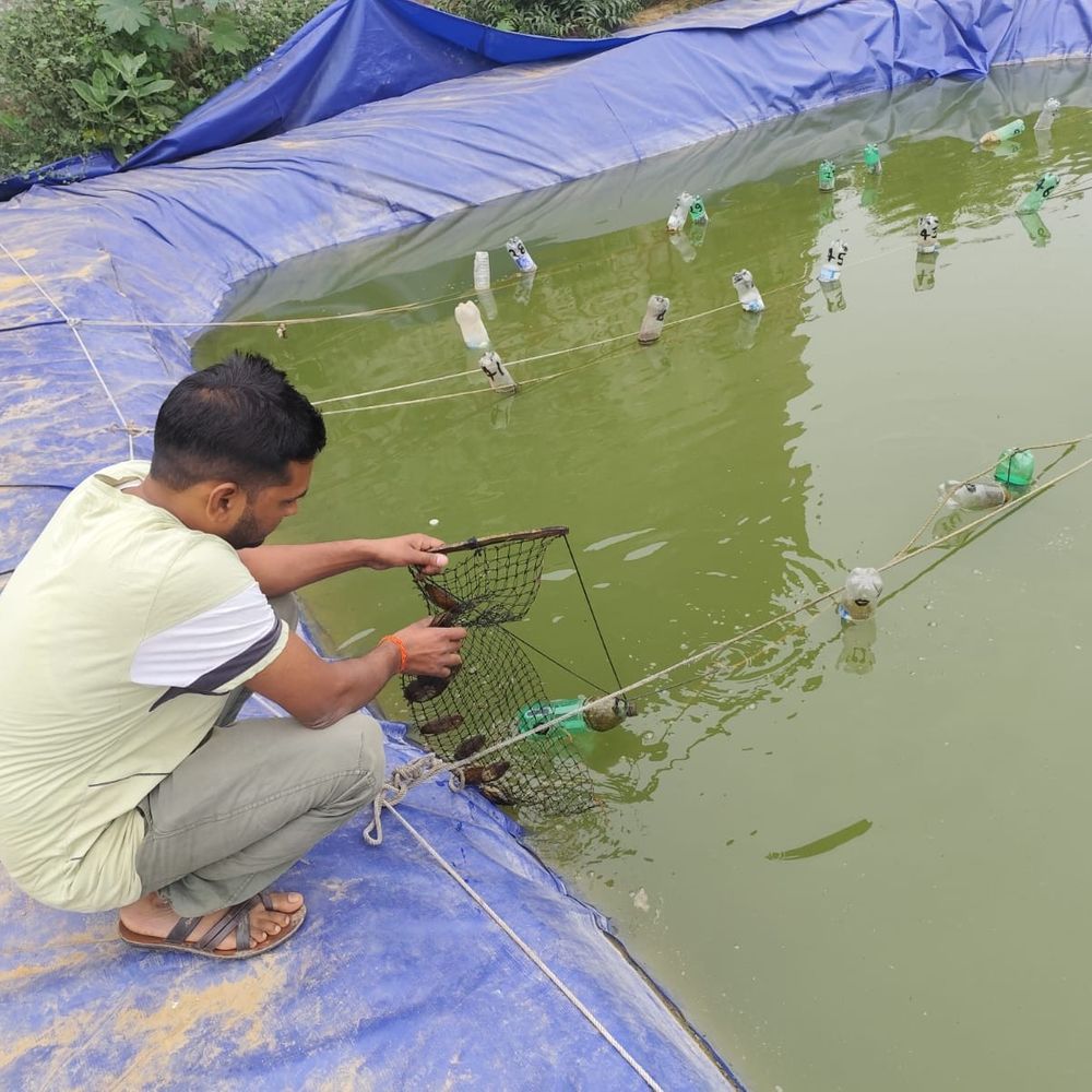 रिटायर्ड फौजी ने शुरू की मोतियों की खेती:मैनपुरी के मोती अब विदेशों में भी बिकेंगे, शहर को मिल रही नई पहचान