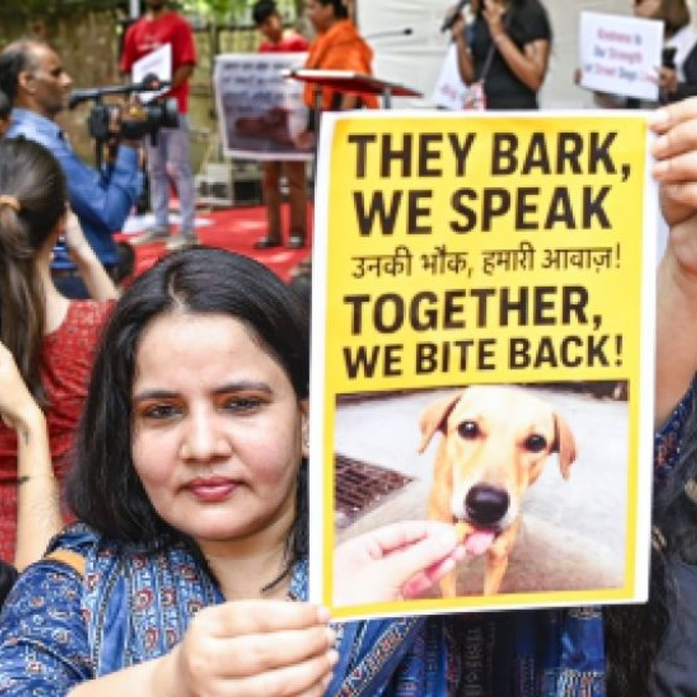 आवारा कुत्ता केस- सुप्रीम कोर्ट में सुनवाई आज:राज्यों के मुख्य सचिव पेश होंगे; कोर्ट बोला था- आदेश का सम्मान नहीं, आने दीजिए, हम निपटेंगे