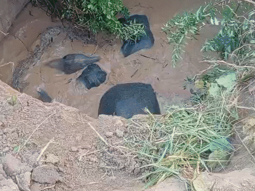 छत्तीसगढ़ में कुएं में गिरे 3 हाथी निकाले गए VIDEO:8 घंटे से फंसे थे, इनमें एक शावक भी; जेसीबी से रास्ता बनाकर निकाला गया