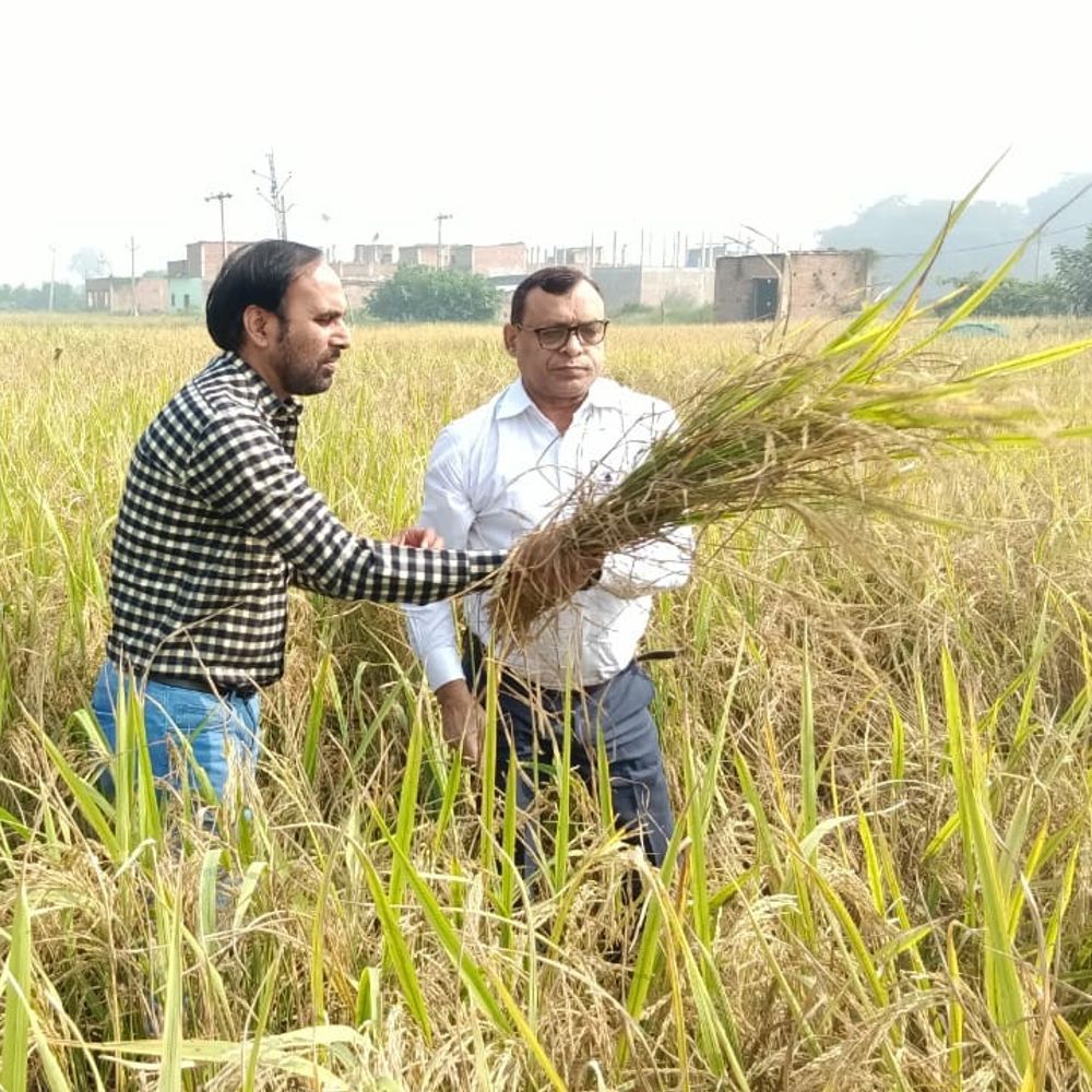 डीडीओ गजेंद्र तिवारी ने खेतों का किया निरीक्षण:सुल्तानपुर में बोले- 'किसान का बेटा हूं, उनका दर्द समझता हूं'
