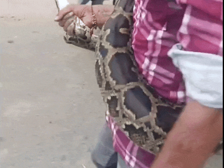 बुलंदशहर में नहर पुल पर दिखा 10 फीट का अजगर:हसनपुर के युवक ने दिखाया साहस, वन विभाग ने किया रेस्क्यू